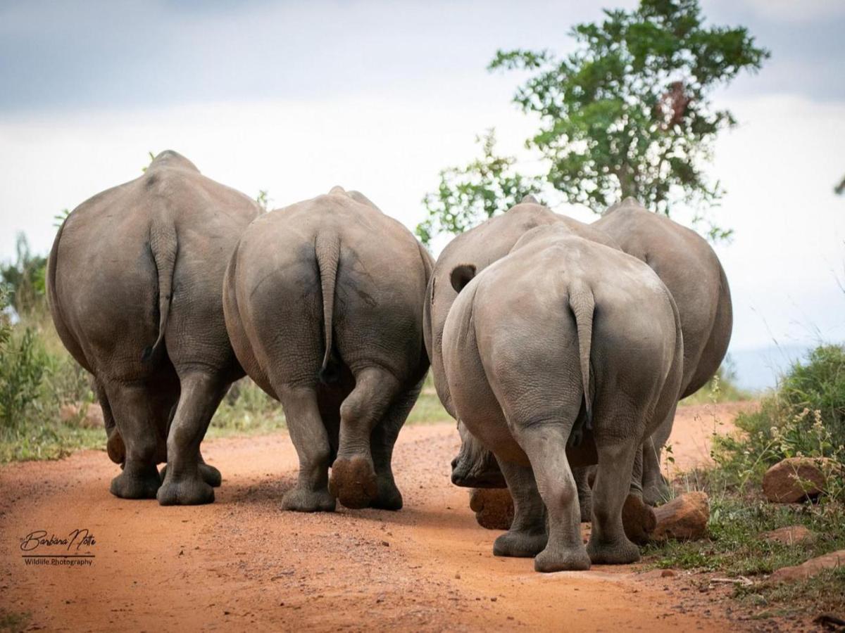Elephants Crossing Welgevonden viltreservat Exteriör bild