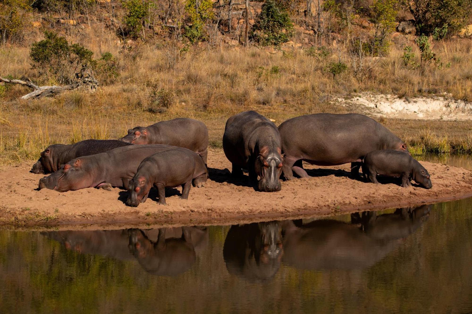 Elephants Crossing Welgevonden viltreservat Exteriör bild